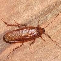 Cockroach Control Evatt image 1